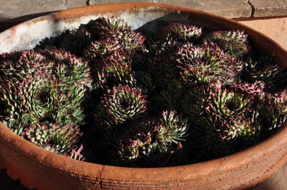 Vaso com pequenos cactus no nosso hotel em Real de Catorce, pueblo mágico no norte do México